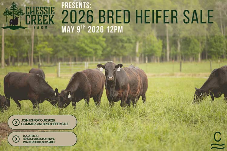 2026 Bred Heifer Sale